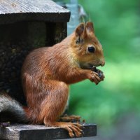 Москва. Белки Нескучного сада. :: Наташа *****