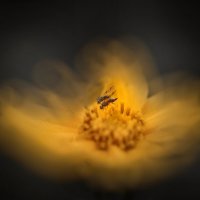 Только жениться собрались, а тут я с фотоаппаратом. :: Татьяна Бравая