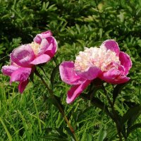 Пионы :: Рита Симонова