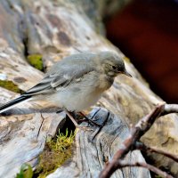 ** :: Александр Зуев