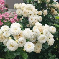 ,,, :: Сергей Тимоновский