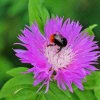 На васильке :: Светлана 