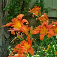 Яркое утро :: Наталья 