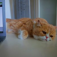 Грустинка...)... :: Галина 