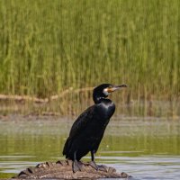 . :: Роман Кондрашин