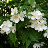 Летнее цветение :: Антонина Гугаева