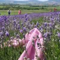 лавандовое море :: Светлана Баталий