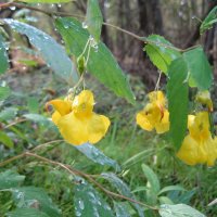 Недотрога :: Anna Ivanova Недотрога :: Anna Ivanova