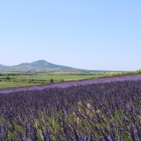 лавандовая ферма :: Светлана Баталий