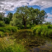 Подмосковный июнь 6 :: Андрей Дворников