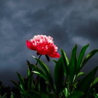 Цветок и грозовые облака :: Валерий Серёгин