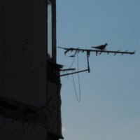 . :: Александр Хоменко