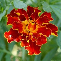 Первый цветок бархатца. :: сергей ермошкин