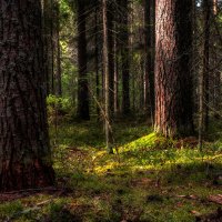 лесное :: александр 