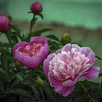 ПИОНЫ :: Владимир Кроливец ПИОНЫ :: Владимир Кроливец