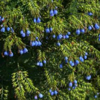 *** :: Наталья S