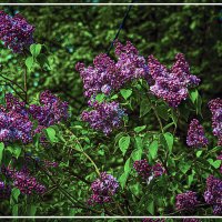 Цветение сирени :: Владимир Кроливец Цветение сирени :: Владимир Кроливец