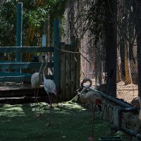 Хайфа 06,2025году :: ujgcvbif 