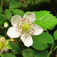 Цветок ежевики :: Андрей Снегерёв