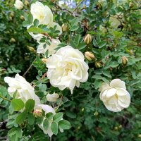 Белый шиповник :: Мария Васильева