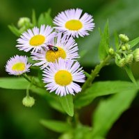 Букашка :: B razk