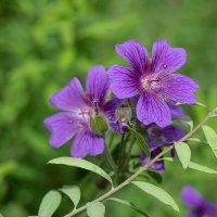 Садовая герань :: Александр Трухин