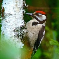 молодой бпд :: gawrilа - dan