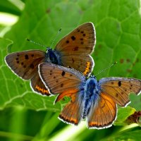 и снова бабочки 3 :: Александр Прокудин и снова бабочки 3 :: Александр Прокудин