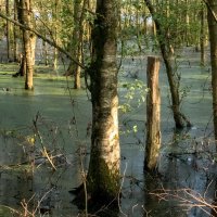 *** :: Николай Гирш