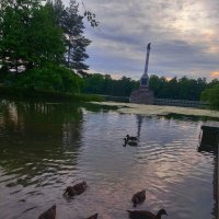 Утята :: Сапсан 