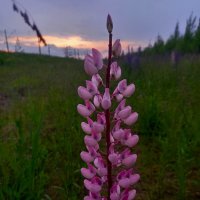 Люпин :: Сапсан 