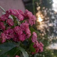 Боярышник :: Сапсан 