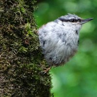 Слёток поползня. :: Милешкин Владимир Алексеевич Слёток поползня. :: Милешкин Владимир Алексеевич