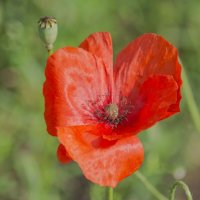 *** :: Виктор Иванович Чернюк