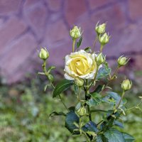 Многодетная мама :: Валерий Иванович