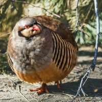 Кеклик :: SanSan 