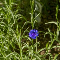 Василёк :: Анатолий Чикчирный