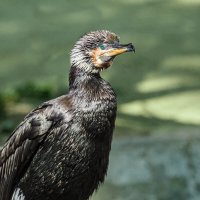 Баклан :: SanSan 