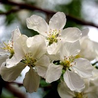 В тени непогоды :: Галина Кан В тени непогоды :: Галина Кан