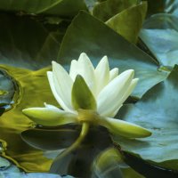 Белая  лилия :: Валентин Семчишин