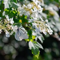 В белых тонах :: Петр 