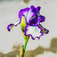 * :: Виталий Емельянов