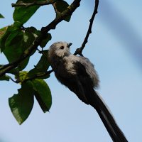 Молодой ополовник :: Лина 