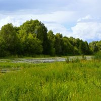 Ядрин. Заболоченное лесное озеро в пройме реки Суры. :: Пётр Чернега Ядрин. Заболоченное лесное озеро в пройме реки Суры. :: Пётр Чернега