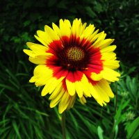 Гайлардия расцвела :: Людмила Смородинская Гайлардия расцвела :: Людмила Смородинская