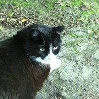 Хорошо в тени :: Людмила Смородинская