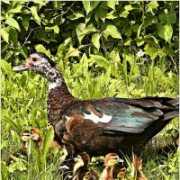 Мускусная утка с утятами. :: Валерия Комова Мускусная утка с утятами. :: Валерия Комова