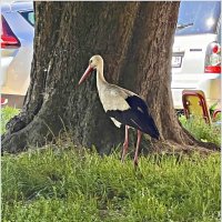 Аист, гуляющий по двору. :: Валерия Комова Аист, гуляющий по двору. :: Валерия Комова