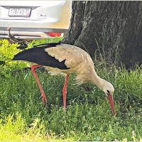 Аист, гуляющий по двору. :: Валерия Комова
