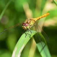 Стрекоза :: Геннадий Супрун